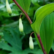 Kokoryczka wonna / Polygonatum odoratum Homura