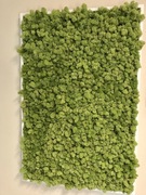 Obraz mech chrobotek 