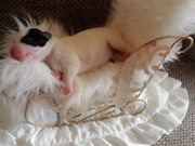 Szczeniaki Jack Russell Terrier FCI, ZKwP- Wrocław