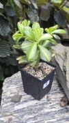 Grubosz Crassula Return of Beauty cv 