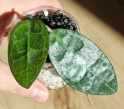 Hoya eliptica - sadzonka ukorzeniona