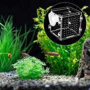 Kotnik izolator pudełko do małych rybek narybia do akwarium krewetek