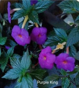 Achimenesy kłącze Purple King