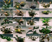 Bucephalandra/Bucephalandry/Bucki Rarytasy