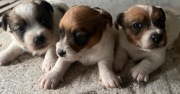 Jack Russell Terrier szczenięta od #Smartie Jacks #