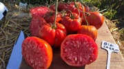 BIG ZARRO nasiona Pomidor Kolekcjonerski