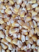 KUKURYDZA ZIARNO 25 KG 