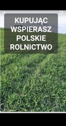 Żyto ozime ziarno zielony  poplon 20 kg POLSKIE ŻYTO