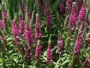 Przetacznik kłosowy Rotfuchs Veronica spicata 200 nasion