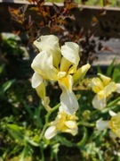 Irys syberyjski moon silk 