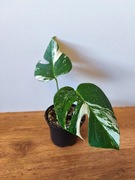 Piękna Monstera Variegata Deliciosa 2 liście -  ukorzeniona 
