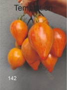 142-Temptation. Pomidory kolekcjonerskie.
