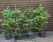 Daglezja w donicy 110cm- 200cm