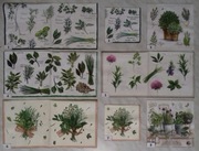 Serwetki decoupage zioła, oliwki, oliwa