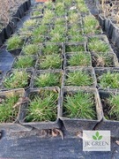 Trawa niedźwiedzie runo