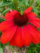 Jeżówka Czerwona - miododajna. 