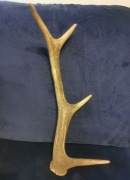 Rogi jelenia 45 cm długości 