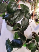 Hoya Hoja Coudata Big Green Leaves  cięta  1 węzeł 1 liść 