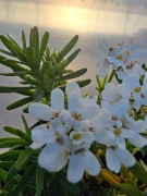 Ubiorek wieczne zielony, bylina, Appen Etz