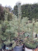 Sadzonki sosny zwyczajnej 40-90cm 