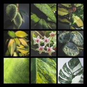 Hoya, różne gatunki i kultywary - ZAMIENIĘ na inne hoje