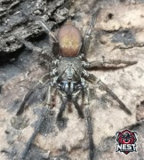 PROMOCJA! Fufius lanicius L1 pająk