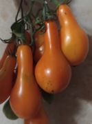 Pomidor Mila Nasiona 