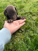 Wyżeł Niemiecki Krótkowłosy "Barty" szczeniak ur. 09.03.2026