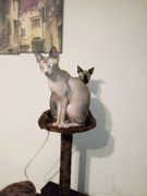 Reproduktor Sfinks Kanadyjski 