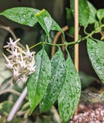 Hoya Multiflora Mini Splash - cięte węzły