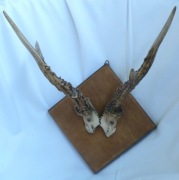 poroże osadzone na drewnie