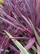 Kordylina Australijska piękne liście duże okazy