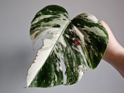 Monstera deliciosa Albo Variegata pędówka nr2