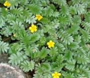 Pięciornik gęsi 2 sadzonki 