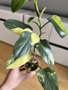 Philodendron Bipennifolium Variegata