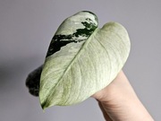 Monstera Jungle Mint naturalny mint nie tc pędówka hydro