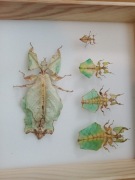 Phyllium giganteum - liściec olbrzymi