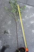 Śnieguliczka (Symphoricarpos Duhamel)- sadzonka