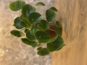 Pieniążek pilea duży okaz