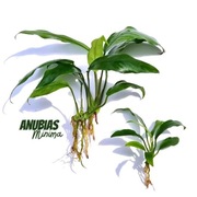 Rarytas Anubias minima, nieduży gatunek jak palemka, drzewko, nisko rosnący