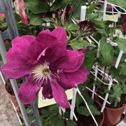 Clematis Red Star p9 wysyłka marzec