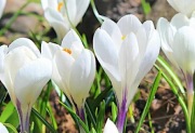 Krokusy białe 20 szt