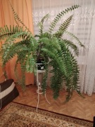 Paproć szeroko lista, piękna i bardzo duża do dużego salonu