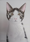 Obraz - Kot, kiciuś