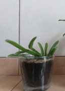 Sadzonka pitaji smoczy owoc lub pomarańcza