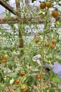 Pomidor Dark Orange Muscat nasiona kolekcjonerskie