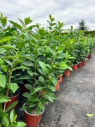 Laurowiśnia / Prunus laurocerasus "Novita" HURT/ DETAL