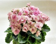 Sadzonka fiołka kolekcjonerskiego 