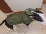 Kurtka dla psa / ubranko ocieplane + BONUS bluza