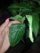 Syngonium zroślicha Batik cięty szczyt 